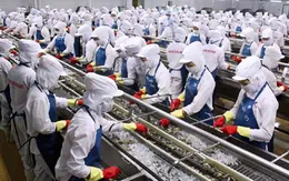 Doanh nhân nỗ lực phát triển vùng nguyên liệu tôm bền vững