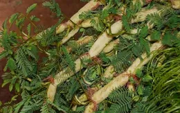 10 loại rau ăn hàng ngày giúp hạ huyết áp