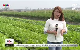 Đẩy mạnh phát triển mô hình HTX rau an toàn tại Vĩnh Phúc