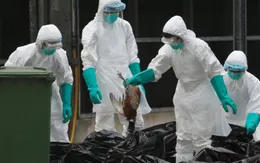 Số ca nhiễm cúm H7N9 tăng đột biến tại Trung Quốc