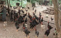 Nguy cơ nhiễm cúm A/H7N9 khi giết mổ gia cầm