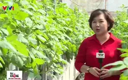 Khám phá phương pháp trồng rau sạch không cần… đất