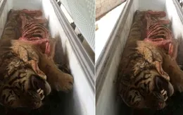 Phát hiện xác 5 cá thể hổ trong tủ đông lạnh tại Nghệ An