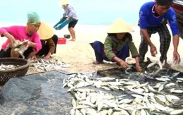 Ngư dân Thanh Hóa được mùa cá trích