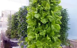 Độc đáo khu vườn 1m2 thu hoạch 40kg rau sạch