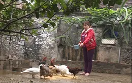 Nghị lực vươn lên của những người phụ nữ ở "làng góa phụ"