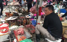 Khuyến cáo tăng cường phòng chống dịch cúm gia cầm
