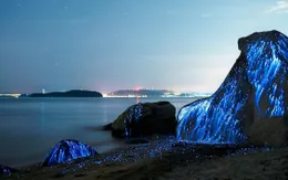 Những bờ biển phát quang ấn tượng vào ban đêm