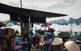 Ghé thăm cảng cá yên bình ở vịnh Bái Tử Long