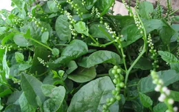 Tác dụng nhuận tràng từ mồng tơi
