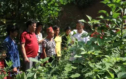 Lương y phố núi trị bệnh khớp với tấm lòng thiện nguyện