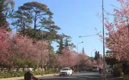 Đà Lạt vận động người dân trồng mai anh đào