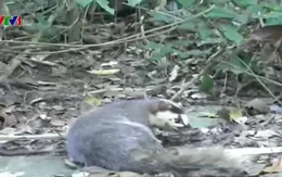 Bình Thuận thả cá thể chồn Bạc Má về rừng