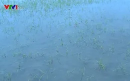 Bạc Liêu mở cống xả nước cứu lúa