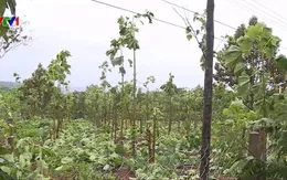 Đắk Nông: 12 căn nhà tốc mái, trên 1.000 trụ tiêu bị gãy đổ do bão số 12