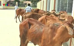 Tặng 30 bò giống cho người nghèo Long An