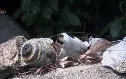 Phát hiện hàng trăm quả bom bi tại Quảng Ngãi