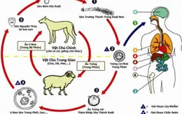 Hướng dẫn phòng và điều trị bệnh giun đũa chó mèo