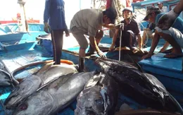 Bình Định: Ngư dân trúng mùa cá ngừ đại dương
