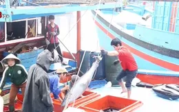 Ngư dân Bình Định bội thu chuyến biển đầu năm