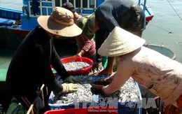 Ngư dân Khánh Hòa trúng đậm mùa cá cơm