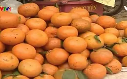Khó khăn trong thúc đẩy tiêu thụ cam sành Hà Giang