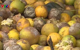 Nghệ An: Cam rụng hàng loạt sau mưa lũ, người dân điêu đứng