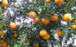 Nghệ An sẽ dán tem điện tử cho 550.000 quả cam trong năm 2017