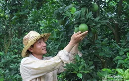 Cam Vinh sẽ được dán tem điện tử