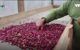 Brazil tập trung vào thị trường cà phê cao cấp