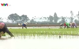 Lấy nước đợt 3 cho vụ Đông Xuân