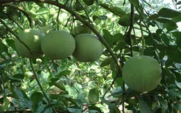 Cây bưởi - Từ rễ tới quả đều có khả năng chữa bệnh