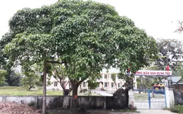 Loại bỏ cây, hoa gây ngộ độc trong trường học