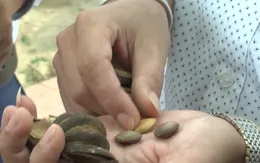 Nghệ An sẽ chặt bỏ cây ngô đồng ở trường học