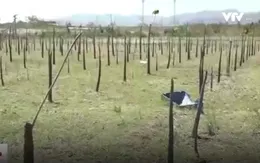 Hàng chục hecta cây trồng chết hàng loạt tại Bình Thuận