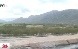 Bình Thuận điều tra tình trạng cây chết hàng loạt