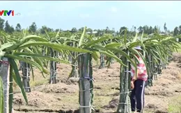 Giải pháp khắc phục tình trạng thiếu nước, mặn xâm nhập ở Tiền Giang