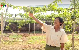 Gia Lai: Chanh dây không cho ra quả