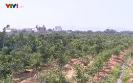 Lo mất mùa, nông dân Bắc Giang chặt vải trồng cam