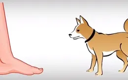 Cách sơ cứu khi bị chó mèo cắn
