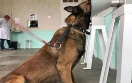 Các nhà khoa học sử dụng chó để phát hiện ung thư vú