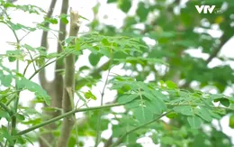 Cây chùm ngây cực bổ dưỡng nhưng ai không nên dùng?