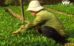 Đẩy nhanh tiến độ dự án chuyển đổi nông nghiệp bền vững