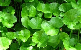 Rau má: cây rau thông dụng, vị thuốc tốt