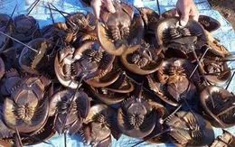 Ăn sam biển, một phụ nữ bị dị ứng nhập viện