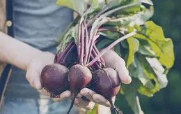 Lợi ích thần kỳ của củ cải đường