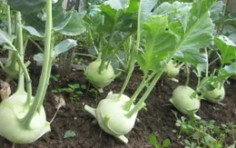 Quy trình trồng su hào sạch khác gì với trồng thông thường?