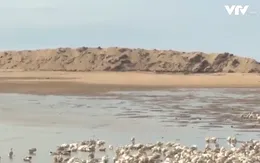 Lúng túng trong xử lý cửa biển bồi lấp ở Phú Yên