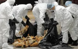 Việt Nam cần cảnh giác với cúm A/H7N9