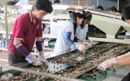 Doanh nghiệp điều và rủi ro nguyên liệu